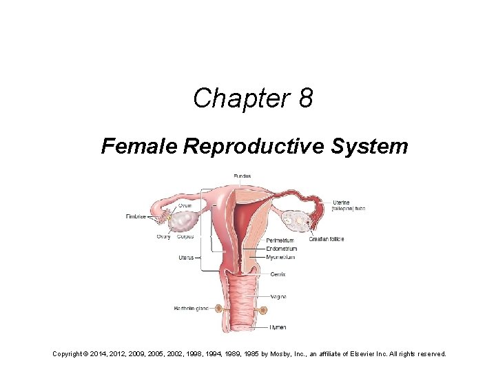 Chapter 8 Female Reproductive System Copyright © 2014, 2012, 2009, 2005, 2002, 1998, 1994, Chapter 8 Female Reproductive System Copyright © 2014, 2012, 2009, 2005, 2002, 1998, 1994,