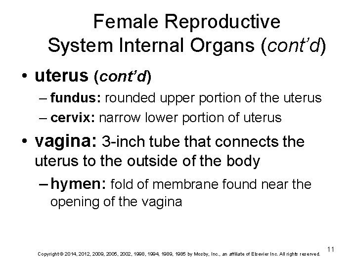Female Reproductive System Internal Organs (cont’d) • uterus (cont’d) – fundus: rounded upper portion Female Reproductive System Internal Organs (cont’d) • uterus (cont’d) – fundus: rounded upper portion