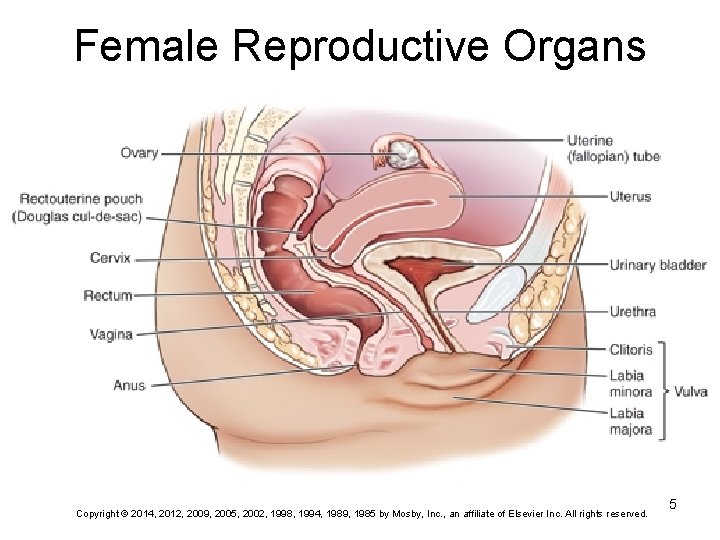 Female Reproductive Organs Copyright © 2014, 2012, 2009, 2005, 2002, 1998, 1994, 1989, 1985 Female Reproductive Organs Copyright © 2014, 2012, 2009, 2005, 2002, 1998, 1994, 1989, 1985