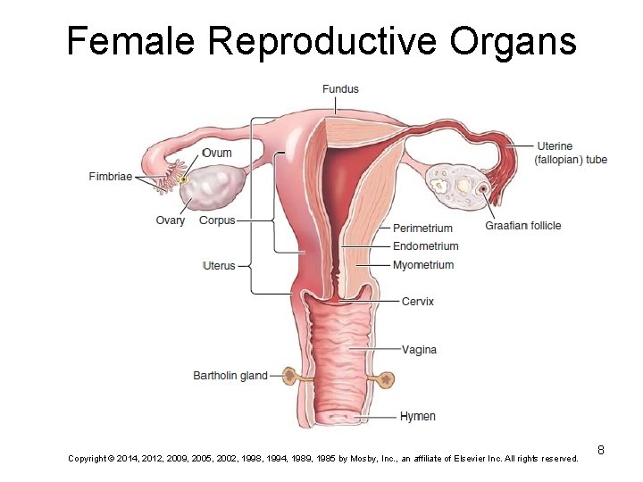 Female Reproductive Organs Copyright © 2014, 2012, 2009, 2005, 2002, 1998, 1994, 1989, 1985 Female Reproductive Organs Copyright © 2014, 2012, 2009, 2005, 2002, 1998, 1994, 1989, 1985