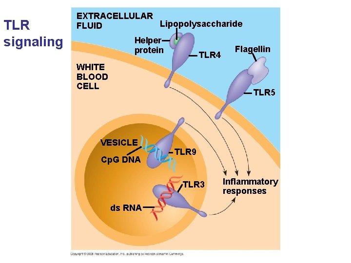 TLR signaling EXTRACELLULAR Lipopolysaccharide FLUID Helper protein TLR 4 WHITE BLOOD CELL Flagellin TLR