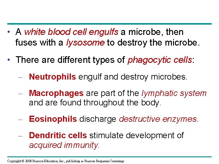  • A white blood cell engulfs a microbe, then fuses with a lysosome