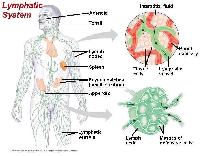 Lymphatic System Interstitial fluid Adenoid Tonsil Blood capillary Lymph nodes Spleen Tissue cells Lymphatic