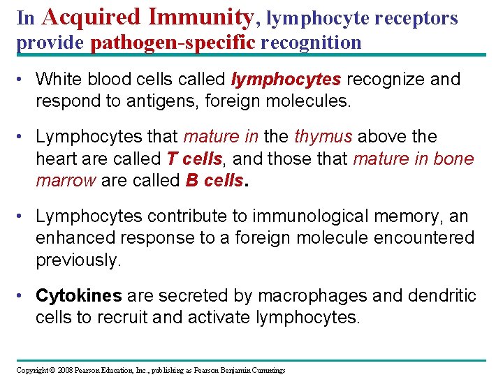 In Acquired Immunity, lymphocyte receptors provide pathogen-specific recognition • White blood cells called lymphocytes