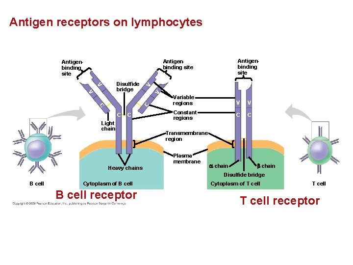 Antigen receptors on lymphocytes Antigenbinding site C C V V Disulfide bridge C C
