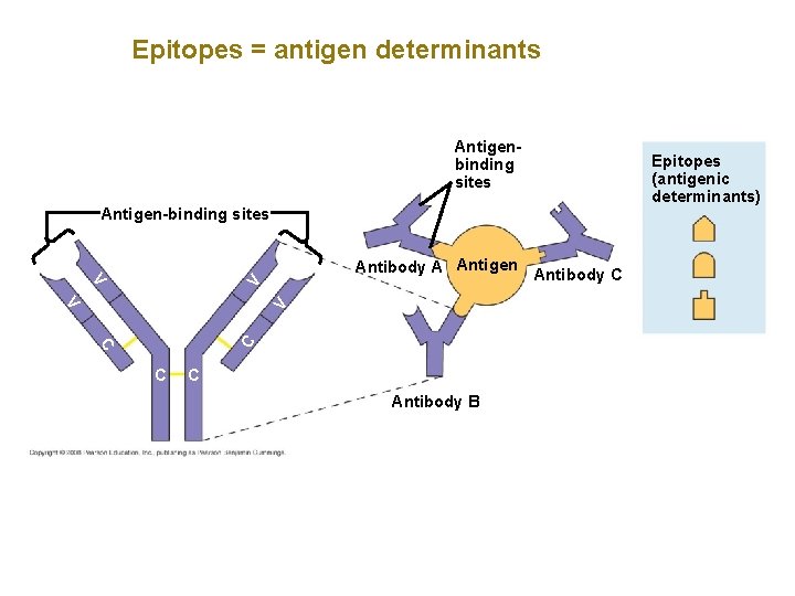 Epitopes = antigen determinants Antigenbinding sites Antigen-binding sites V V Antibody A Antigen Antibody