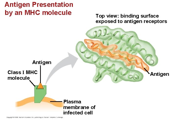 Antigen Presentation by an MHC molecule Top view: binding surface exposed to antigen receptors