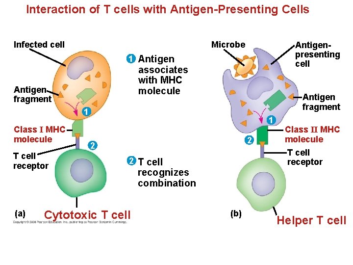 Interaction of T cells with Antigen-Presenting Cells Infected cell Microbe Antigenpresenting cell 1 Antigen