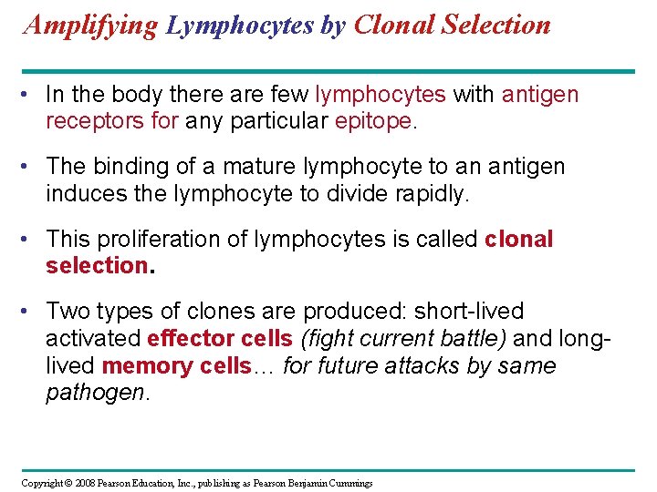 Amplifying Lymphocytes by Clonal Selection • In the body there are few lymphocytes with