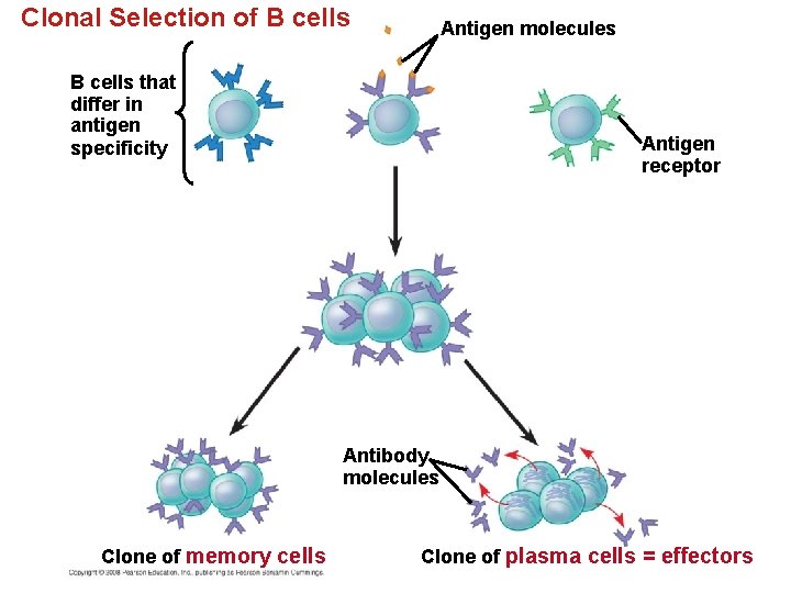 Clonal Selection of B cells Antigen molecules B cells that differ in antigen specificity