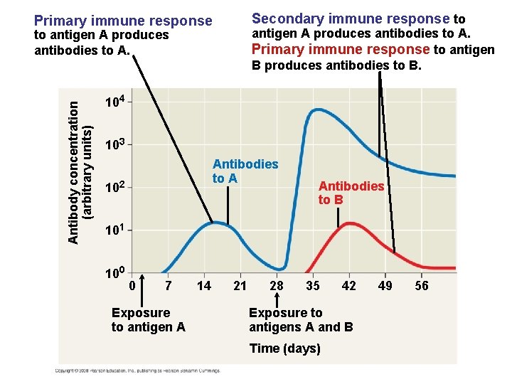 Secondary immune response to Primary immune response antigen A produces antibodies to A. Primary