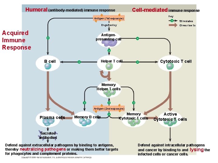 Humoral (antibody-mediated) immune response Cell-mediated immune response Key Antigen (1 st exposure) + Engulfed