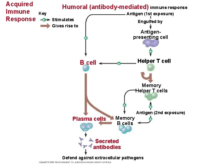 Acquired Immune Response Humoral (antibody-mediated) immune response Key + Antigen (1 st exposure) Stimulates