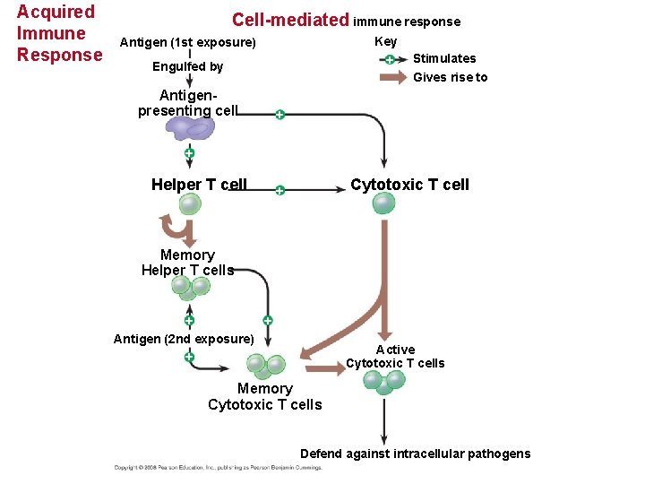 Acquired Immune Response Cell-mediated immune response Key + Antigen (1 st exposure) Engulfed by