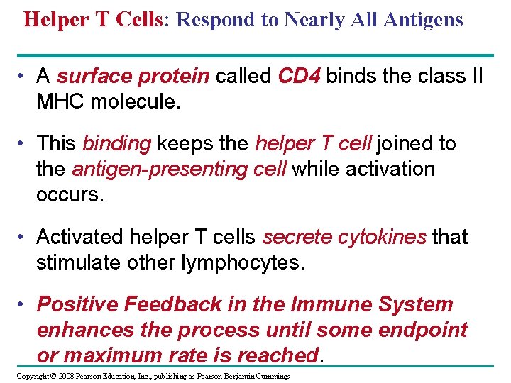 Helper T Cells: Respond to Nearly All Antigens • A surface protein called CD