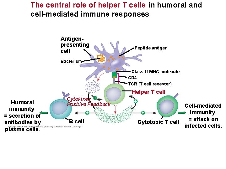 The central role of helper T cells in humoral and cell-mediated immune responses Antigenpresenting