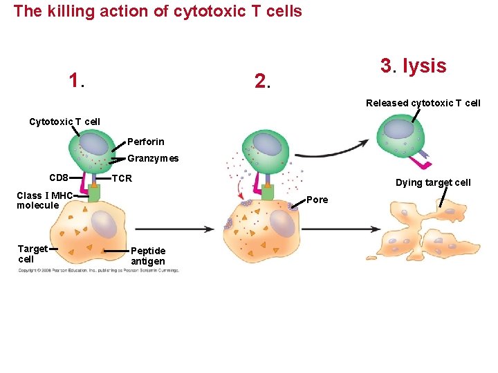 The killing action of cytotoxic T cells 1. 3. lysis 2. Released cytotoxic T