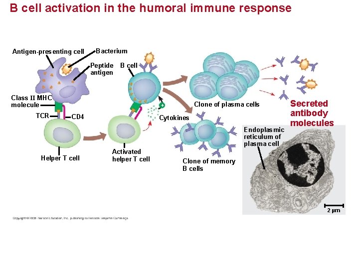 B cell activation in the humoral immune response Antigen-presenting cell Bacterium Peptide antigen B