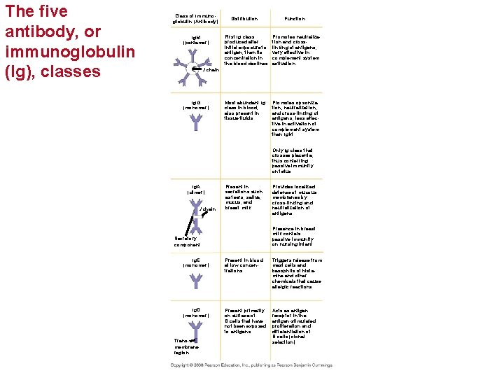 The five antibody, or immunoglobulin (Ig), classes Class of Immunoglobulin (Antibody) Ig. M (pentamer)