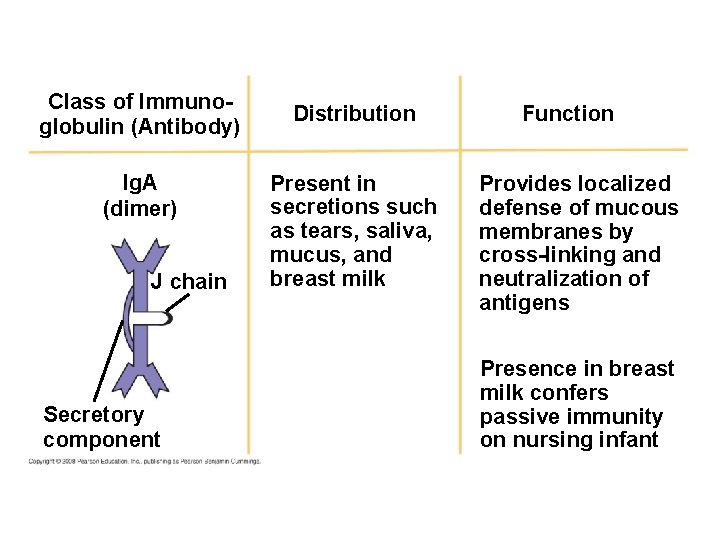 Class of Immunoglobulin (Antibody) Ig. A (dimer) J chain Secretory component Distribution Present in