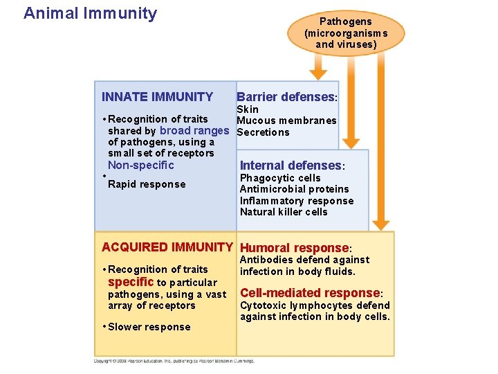 Animal Immunity INNATE IMMUNITY Pathogens (microorganisms and viruses) Barrier defenses: Skin • Recognition of