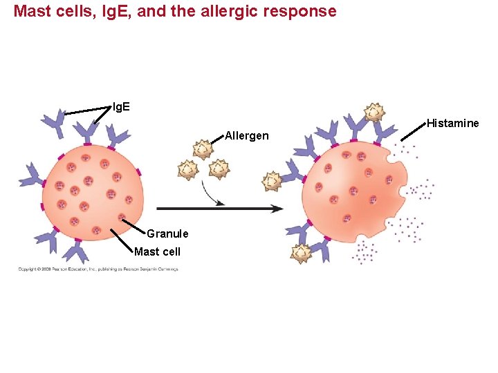 Mast cells, Ig. E, and the allergic response Ig. E Allergen Granule Mast cell