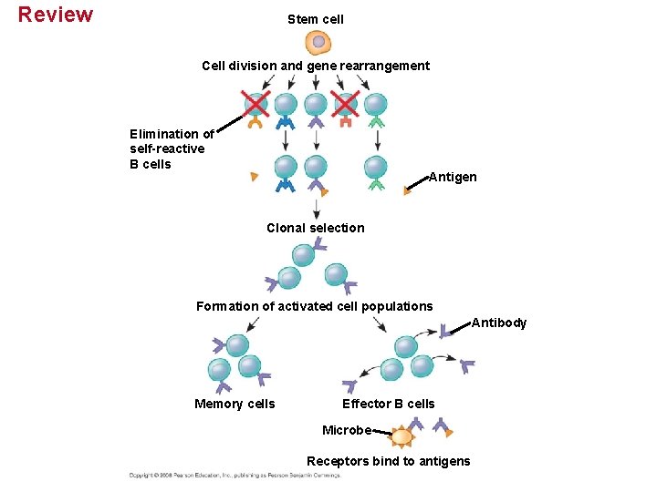 Review Stem cell Cell division and gene rearrangement Elimination of self-reactive B cells Antigen