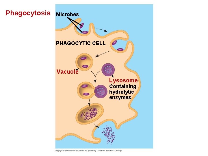 Phagocytosis Microbes PHAGOCYTIC CELL Vacuole Lysosome Containing hydrolytic enzymes 