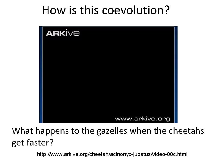 How is this coevolution? What happens to the gazelles when the cheetahs get faster?