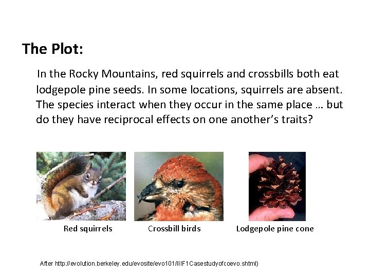The Plot: In the Rocky Mountains, red squirrels and crossbills both eat lodgepole pine