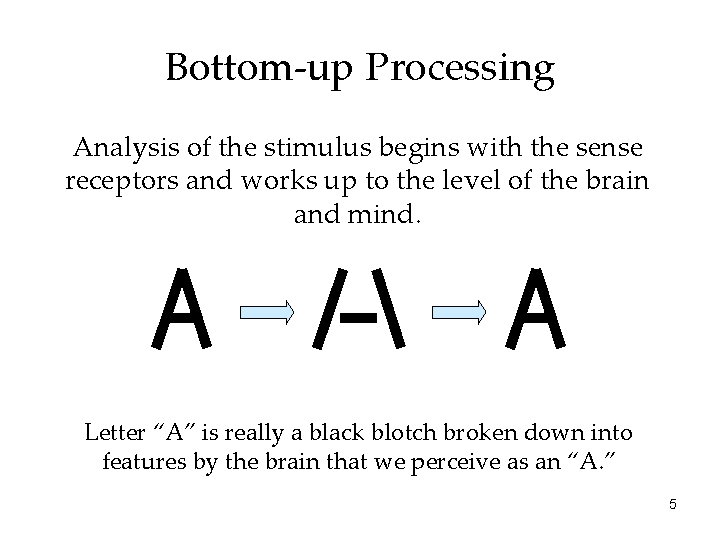 Bottom-up Processing Analysis of the stimulus begins with the sense receptors and works up