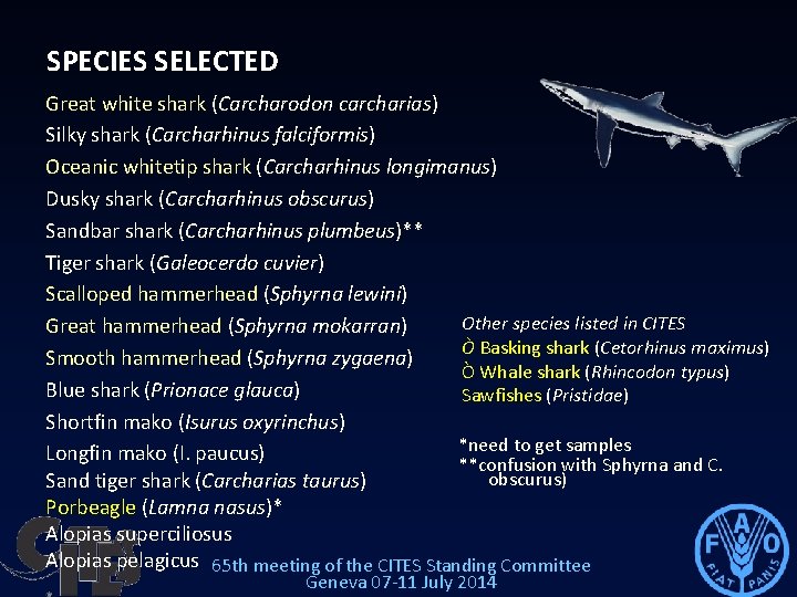 SPECIES SELECTED Great white shark (Carcharodon carcharias) Silky shark (Carcharhinus falciformis) Oceanic whitetip shark SPECIES SELECTED Great white shark (Carcharodon carcharias) Silky shark (Carcharhinus falciformis) Oceanic whitetip shark
