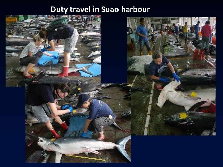 Duty travel in Suao harbour Duty travel in Suao harbour