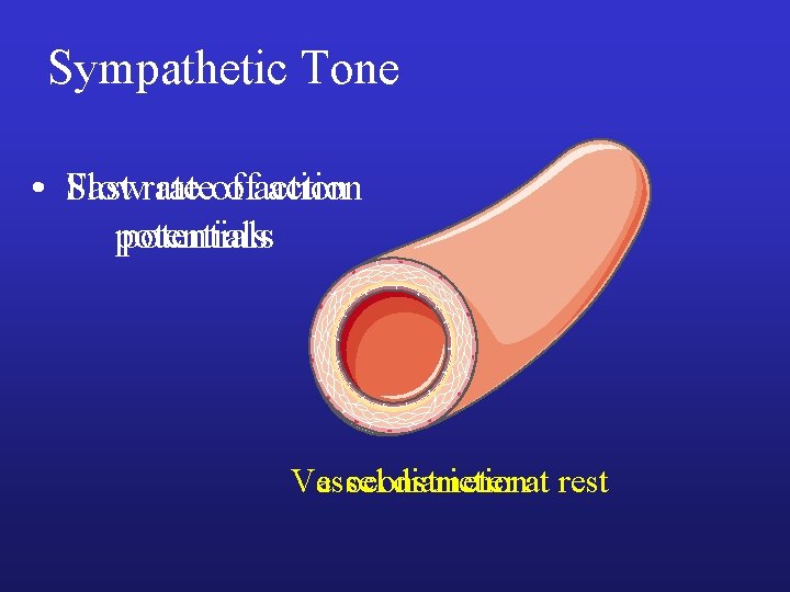 Sympathetic Tone • Slow Fast rateofofaction potentials Vessel diameter at rest Vasoconstriction 