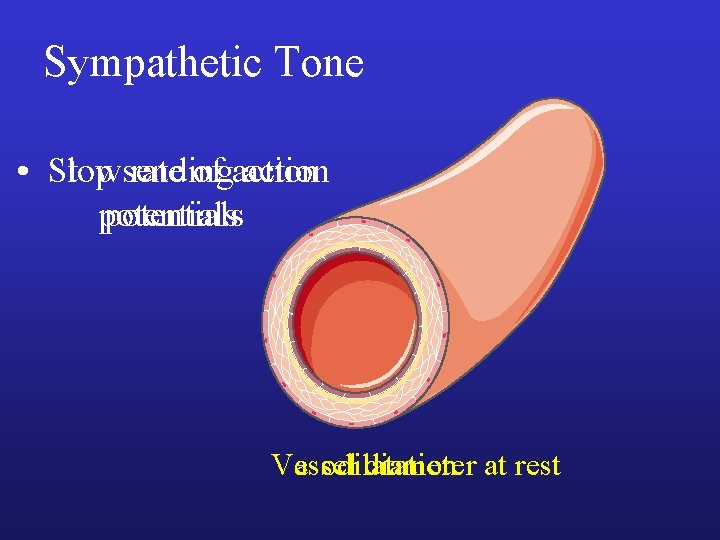Sympathetic Tone • Slow Stop sending rate of action potentials Vessel diameter at rest Sympathetic Tone • Slow Stop sending rate of action potentials Vessel diameter at rest
