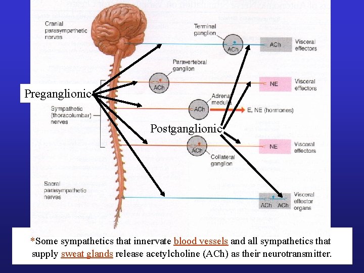 Preganglionic Postganglionic *Some sympathetics that innervate blood vessels and all sympathetics that supply sweat Preganglionic Postganglionic *Some sympathetics that innervate blood vessels and all sympathetics that supply sweat