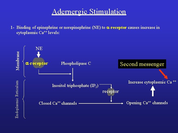 Adernergic Stimulation 1 - Binding of epinephrine or norepinephrine (NE) to a-receptor causes increase Adernergic Stimulation 1 - Binding of epinephrine or norepinephrine (NE) to a-receptor causes increase