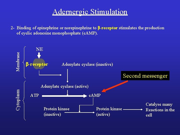 Adernergic Stimulation 2 - Binding of epinephrine or norepinephrine to b-receptor stimulates the production Adernergic Stimulation 2 - Binding of epinephrine or norepinephrine to b-receptor stimulates the production