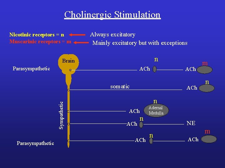 Cholinergic Stimulation Nicotinic receptors = n Muscarinic receptors = m Always excitatory Mainly excitatory Cholinergic Stimulation Nicotinic receptors = n Muscarinic receptors = m Always excitatory Mainly excitatory