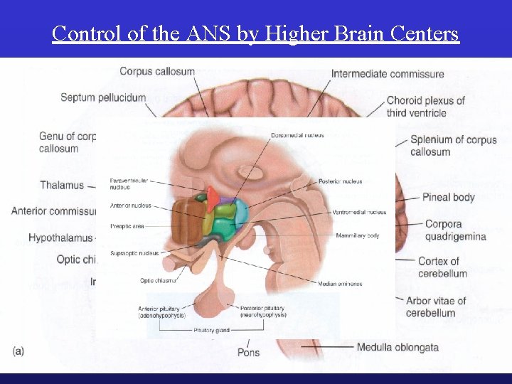 Control of the ANS by Higher Brain Centers Hypothalamus Contain centers which control: Medulla