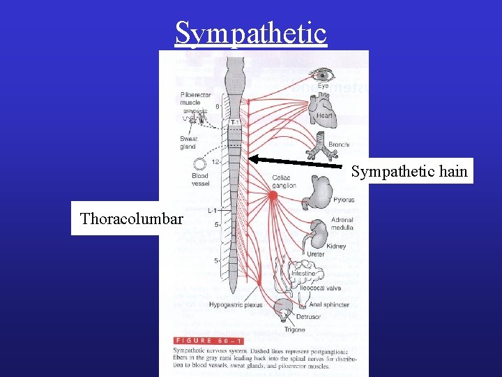 Sympathetic hain Thoracolumbar Sympathetic hain Thoracolumbar