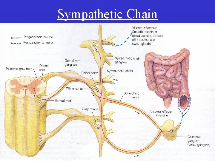 Sympathetic Chain Sympathetic Chain