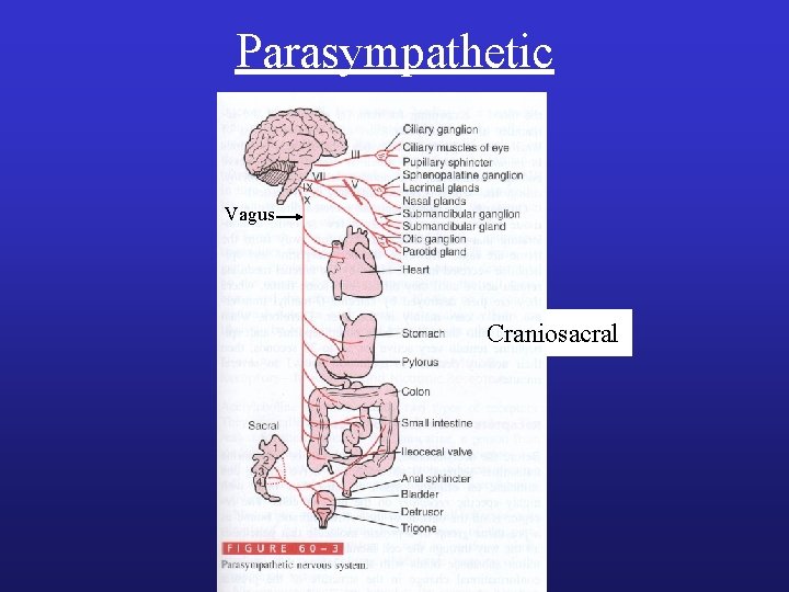 Parasympathetic Vagus Craniosacral 