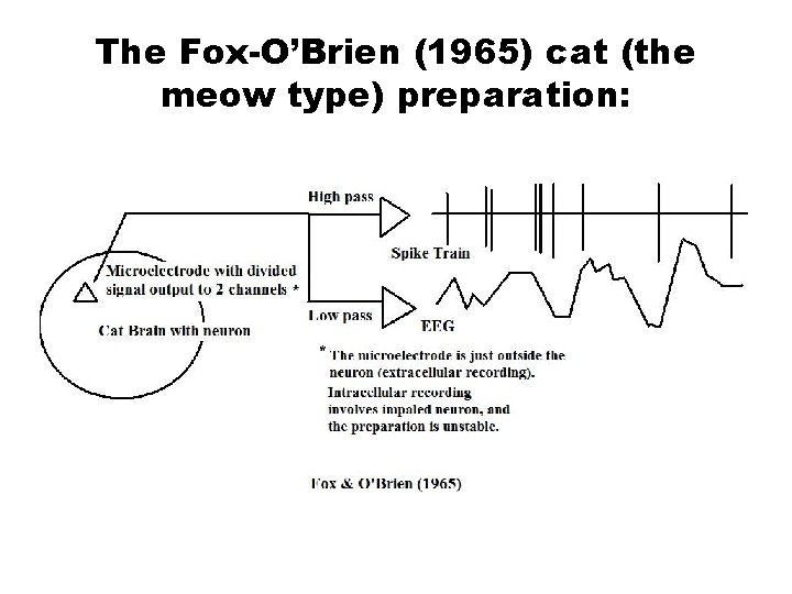 The Fox-O’Brien (1965) cat (the meow type) preparation: 