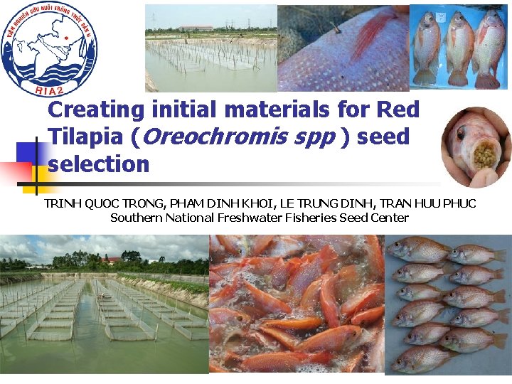 Creating initial materials for Red Tilapia (Oreochromis spp ) seed selection TRINH QUOC TRONG, Creating initial materials for Red Tilapia (Oreochromis spp ) seed selection TRINH QUOC TRONG,