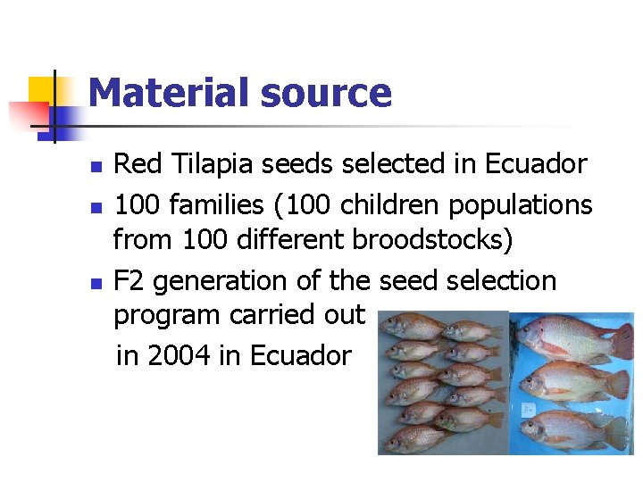 Material source n n n Red Tilapia seeds selected in Ecuador 100 families (100 Material source n n n Red Tilapia seeds selected in Ecuador 100 families (100