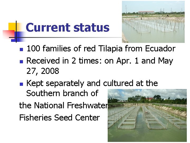 Current status 100 families of red Tilapia from Ecuador n Received in 2 times: Current status 100 families of red Tilapia from Ecuador n Received in 2 times: