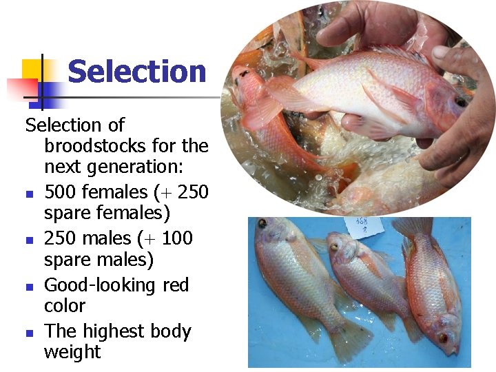 Selection of broodstocks for the next generation: n 500 females ( 250 spare females) Selection of broodstocks for the next generation: n 500 females ( 250 spare females)