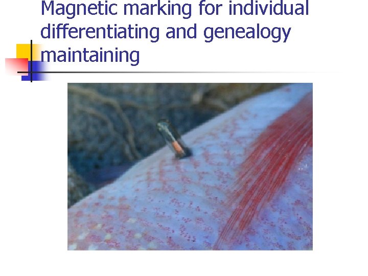 Magnetic marking for individual differentiating and genealogy maintaining Magnetic marking for individual differentiating and genealogy maintaining