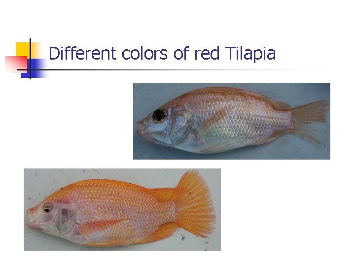 Different colors of red Tilapia Different colors of red Tilapia